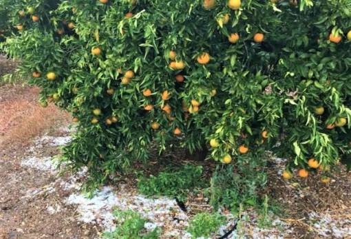 Πορίσματα για τις ζημιές από το χαλάζι του Νοεμβρίου στην Απιδέα