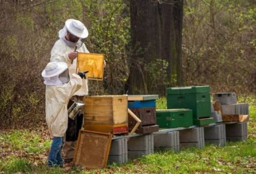 Δώρισε και εσύ μια κυψέλη για την ενίσχυση των μελισσοκόμων