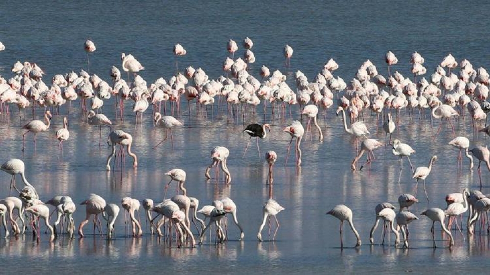 &Chi;&omega;&rho;ί&sigmaf; &laquo;&alpha;&nu;&alpha;&pi;&nu;&omicron;ή&raquo; &omicron;&iota; &lambda;ί&mu;&nu;&epsilon;&sigmaf;, &lambda;&iota;&gamma;&omicron;&sigma;&tau;&epsilon;ύ&epsilon;&iota; &tau;&omicron; &pi;ό&sigma;&iota;&mu;&omicron; &nu;&epsilon;&rho;ό