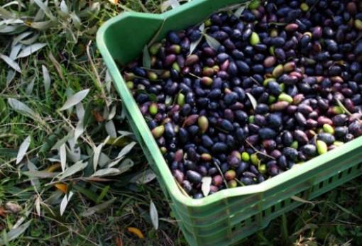 «Έφυγε» η Καλαμών και τώρα λάδι στη Λακωνία