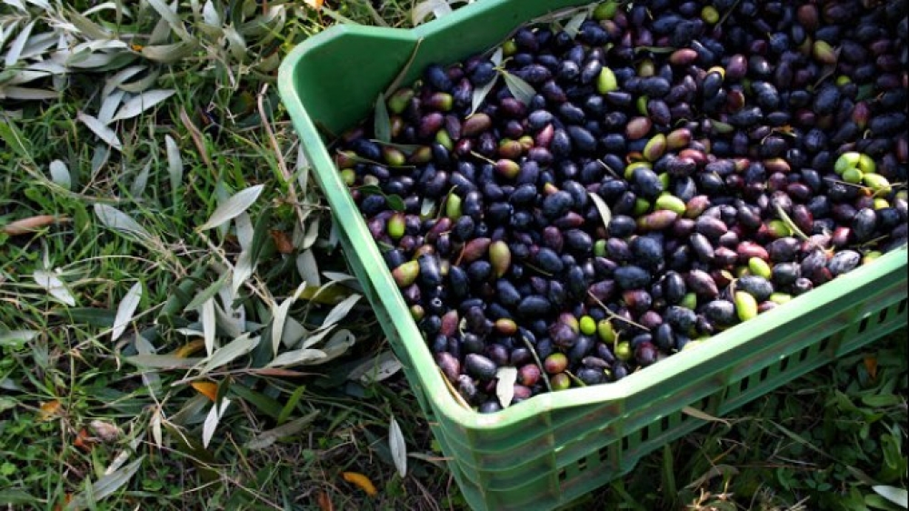 «Έφυγε» η Καλαμών και τώρα λάδι στη Λακωνία