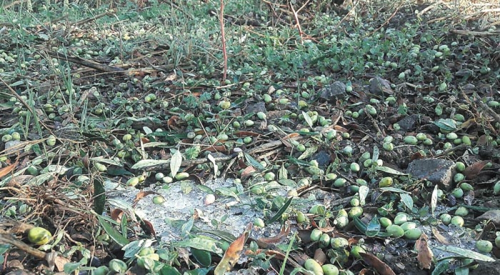 &Beta;&gamma;ή&kappa;&alpha;&nu; &tau;&alpha; &pi;&omicron;&rho;ί&sigma;&mu;&alpha;&tau;&alpha; &Epsilon;&Lambda;&Gamma;&Alpha; &gamma;&iota;&alpha; &tau;&omicron; &pi;&epsilon;&rho;&sigma;&iota;&nu;ό &chi;&alpha;&lambda;ά&zeta;&iota; &sigma;&epsilon; &Gamma;&epsilon;&rho;ά&kappa;&iota;-&Beta;&rho;&omicron;&nu;&tau;&alpha;&mu;ά