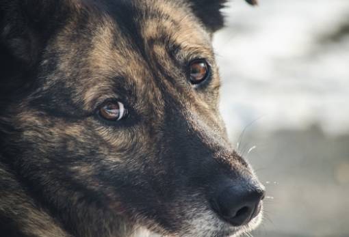 Συνελήφθη γυναίκα που παραμελούσε τον σκύλο της