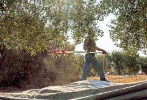 Στον «αέρα» τα ελαιοκομικά προγράμματα