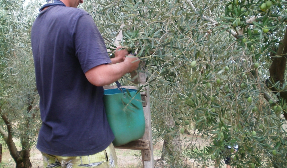 &Pi;ά&nu;&omega; &alpha;&pi;ό 1.500 &epsilon;&rho;&gamma;ά&tau;&epsilon;&sigmaf; &gamma;&eta;&sigmaf; &delta;&iota;&epsilon;&kappa;&delta;&iota;&kappa;&epsilon;ί &eta; &Lambda;&alpha;&kappa;&omega;&nu;ί&alpha;