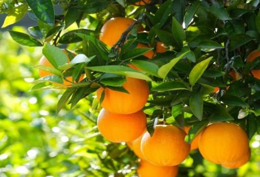Πορτοκάλια στην Ελλάδα: Οι ποικιλίες που καθορίζουν την παραγωγή