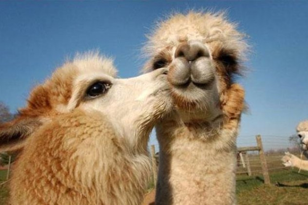 &Kappa;&alpha;&mu;ή&lambda;&epsilon;&sigmaf; &pi;&omicron;&upsilon; &epsilon;ί&chi;&alpha;&nu; &kappa;ά&nu;&epsilon;&iota; Botox &alpha;&pi;&omicron;&kappa;&lambda;&epsilon;ί&sigma;&tau;&eta;&kappa;&alpha;&nu; &alpha;&pi;ό &kappa;&alpha;&lambda;&lambda;&iota;&sigma;&tau;&epsilon;ί&alpha; &sigma;&tau;&omicron; &Rho;&iota;ά&nu;&tau;