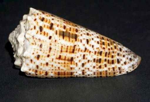 Φονικό μαλάκιο ερεθίζει σεξουαλικά τα θύματά του