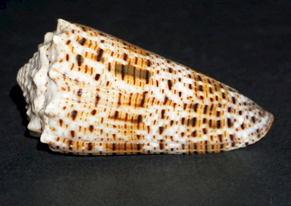 &Phi;&omicron;&nu;&iota;&kappa;ό &mu;&alpha;&lambda;ά&kappa;&iota;&omicron; &epsilon;&rho;&epsilon;&theta;ί&zeta;&epsilon;&iota; &sigma;&epsilon;&xi;&omicron;&upsilon;&alpha;&lambda;&iota;&kappa;ά &tau;&alpha; &theta;ύ&mu;&alpha;&tau;ά &tau;&omicron;&upsilon;