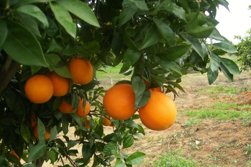 &Sigma;&tau;&eta; &laquo;&mu;έ&gamma;&gamma;&epsilon;&nu;&eta;&raquo; &pi;&alpha;&rho;&alpha;&mu;έ&nu;&epsilon;&iota; &tau;&omicron; &pi;&omicron;&rho;&tau;&omicron;&kappa;ά&lambda;&iota; &sigma;&tau;&eta; &Lambda;&alpha;&kappa;&omega;&nu;ί&alpha;