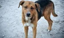 &Pi;&alpha;&rho;&alpha;&mu;&epsilon;&lambda;&eta;&mu;έ&nu;&omicron;&iota; &sigma;&kappa;ύ&lambda;&omicron;&iota; &sigma;&epsilon; &omicron;&iota;&kappa;ό&pi;&epsilon;&delta;&omicron; &sigma;&tau;&eta;&nu; &Alpha;&gamma;ί&alpha; &Kappa;&upsilon;&rho;&iota;&alpha;&kappa;ή &Sigma;&pi;ά&rho;&tau;&eta;&sigmaf;