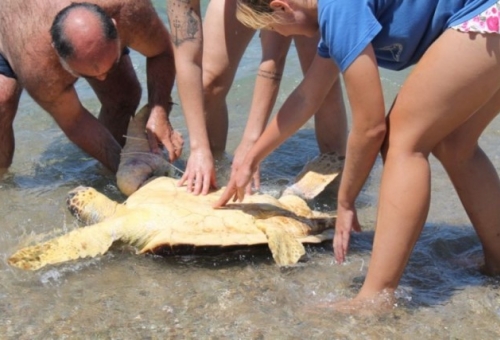  Διάσωση δύο καρέτα-καρέτα στο Λακωνικό κόλπο