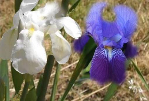 Τα κρίνα της Λευτεριάς