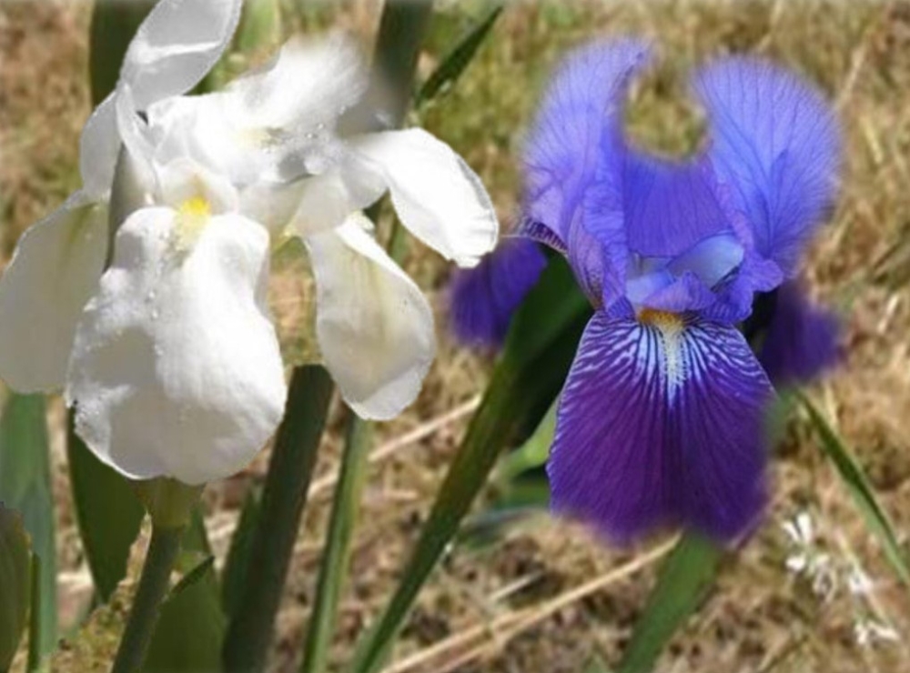 Τα κρίνα της Λευτεριάς