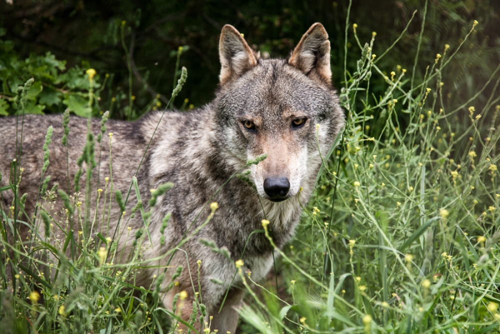 &Alpha;&rho;&kappa;&tau;&omicron;ύ&rho;&omicron;&sigmaf;: &Lambda;ύ&kappa;&alpha;&iota;&nu;&epsilon;&sigmaf; &alpha;&pi;ό &tau;&eta;&nu; &epsilon;&mu;&pi;ό&lambda;&epsilon;&mu;&eta; &Omicron;&upsilon;&kappa;&rho;&alpha;&nu;ί&alpha; &mu;&epsilon;&tau;&alpha;&phi;έ&rho;&theta;&eta;&kappa;&alpha;&nu; &sigma;&tau;&eta; &Phi;&lambda;ώ&rho;&iota;&nu;&alpha;