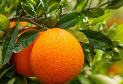 Ψαλιδισμένη η Συνδεδεμένη Ενίσχυση για το λακωνικό πορτοκάλι