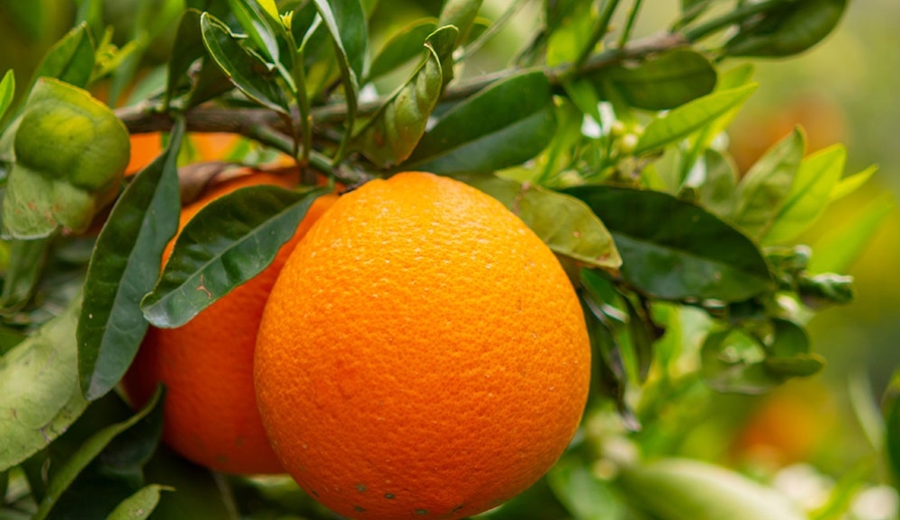 &Psi;&alpha;&lambda;&iota;&delta;&iota;&sigma;&mu;έ&nu;&eta; &eta; &Sigma;&upsilon;&nu;&delta;&epsilon;&delta;&epsilon;&mu;έ&nu;&eta; &Epsilon;&nu;ί&sigma;&chi;&upsilon;&sigma;&eta; &gamma;&iota;&alpha; &tau;&omicron; &lambda;&alpha;&kappa;&omega;&nu;&iota;&kappa;ό &pi;&omicron;&rho;&tau;&omicron;&kappa;ά&lambda;&iota;