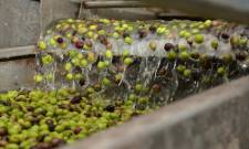 Εσύ πώς πληρώνεις το ελαιοτριβείο; Σε είδος ή μετρητά;