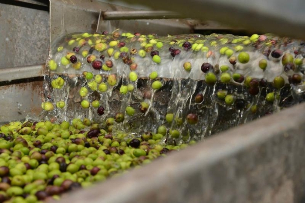 Εσύ πώς πληρώνεις το ελαιοτριβείο; Σε είδος ή μετρητά;