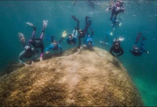 Αυστραλιανό κοράλλι 400 ετών απέκτησε γιγάντιες διαστάσεις