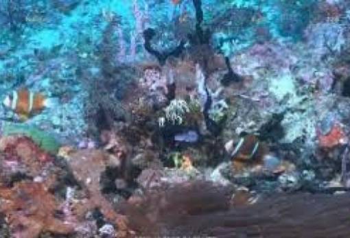 Μεγάλο Κοραλλιογενές Φράγμα: Νέος ύφαλος έχει ύψος ουρανοξύστη