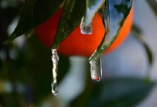 Ο αναποζημίωτος πάγος έφερε «θύελλες» στη Λακωνία