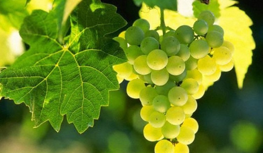 &Kappa;&Epsilon;&Omicron;&Sigma;&Omicron;&Epsilon;: &Eta; &gamma;&epsilon;&nu;&epsilon;&tau;&iota;&kappa;ή &beta;&epsilon;&lambda;&tau;ί&omega;&sigma;&eta; &tau;&omicron;&upsilon; &alpha;&mu;&pi;&epsilon;&lambda;&iota;&omicron;ύ &delta;&iota;&alpha;&mu;&omicron;&rho;&phi;ώ&nu;&epsilon;&tau;&alpha;&iota; &sigma;&tau;&eta;&nu; &Epsilon;&upsilon;&rho;ώ&pi;&eta;