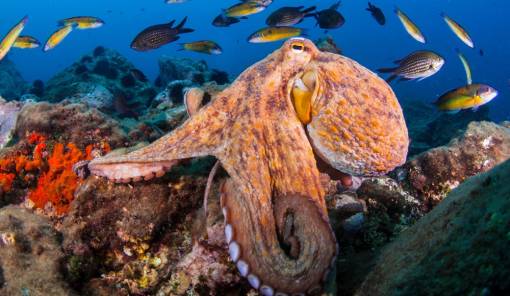 Ειδικοί του Πανεπιστημίου Οξφόρδης: «Τα χταπόδια πιθανόν να κατακτήσουν τον κόσμο»
