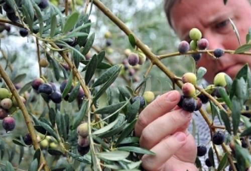 Δακοκτονία 2026–2028: Σε τροχιά διαγωνισμός 42,99 εκατ. ευρώ για την προμήθεια υλικών