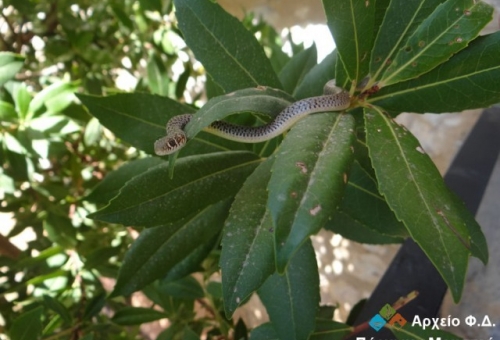 Το ζώο της εβδομάδας: Δεντρογαλιά (Hierophis  gemonensis)