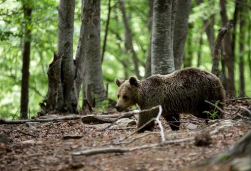 Γιατί οι αρκούδες ξύνονται στα δέντρα;