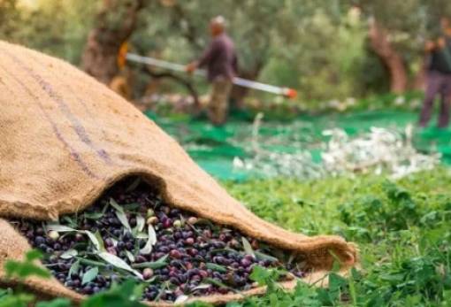 Πρόστιμα-φωτιά για λίγες ελιές και μικρά αγροτικά εισοδήματα