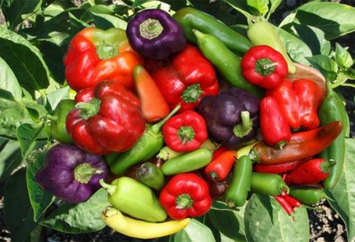 Λακωνία: Στο «μικροσκόπιο» έντομο που «χτυπά» τα κηπευτικά