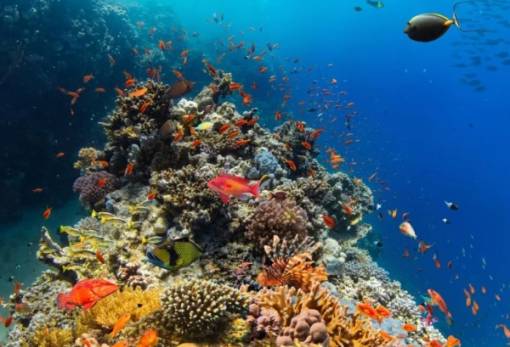 Οι κοραλλιογενείς ύφαλοι  ξεπέρασαν το σημείο καμπής «χωρίς επιστροφή»