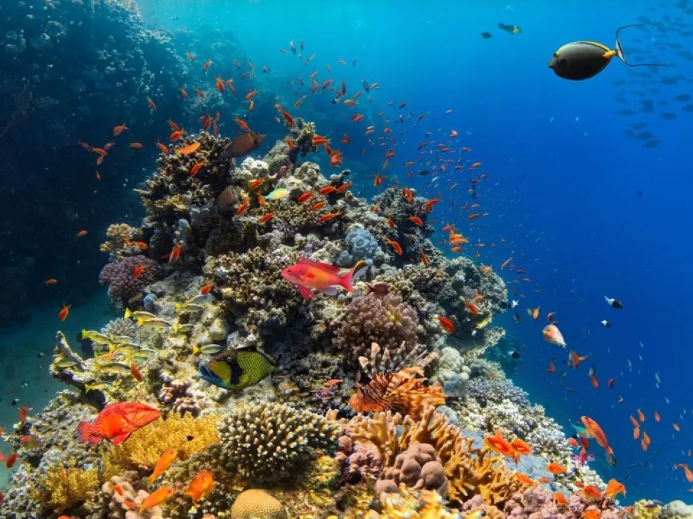 Οι κοραλλιογενείς ύφαλοι  ξεπέρασαν το σημείο καμπής «χωρίς επιστροφή»