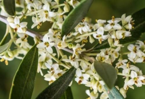 Στοχευμένη θρέψη στην ελιά: Πώς διαφυλλική λίπανση και υδρολίπανση κάνουν τη διαφορά