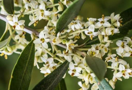 Στοχευμένη θρέψη στην ελιά: Πώς διαφυλλική λίπανση και υδρολίπανση κάνουν τη διαφορά