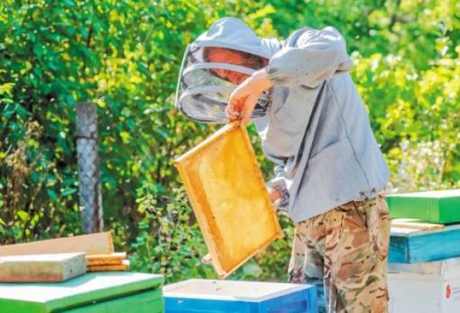 Μελισσοκομία: Προδημοσίευση της Δράσης «Εξοπλισμός για τη διευκόλυνση των μετακινήσεων»