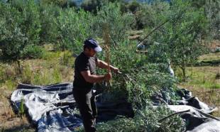&Epsilon;&xi;&epsilon;&gamma;&epsilon;ί&rho;&omicron;&nu;&tau;&alpha;&iota; &gamma;&iota;&alpha; &tau;&eta;&nu; &epsilon;&pi;&iota;&beta;ί&omega;&sigma;ή &tau;&omicron;&upsilon;&sigmaf; &omicron;&iota; &alpha;&gamma;&rho;&omicron;&tau;&omicron;&kappa;&tau;&eta;&nu;&omicron;&tau;&rho;ό&phi;&omicron;&iota; &sigma;&tau;&omicron;&nu; &Delta;. &Epsilon;&upsilon;&rho;ώ&tau;&alpha;