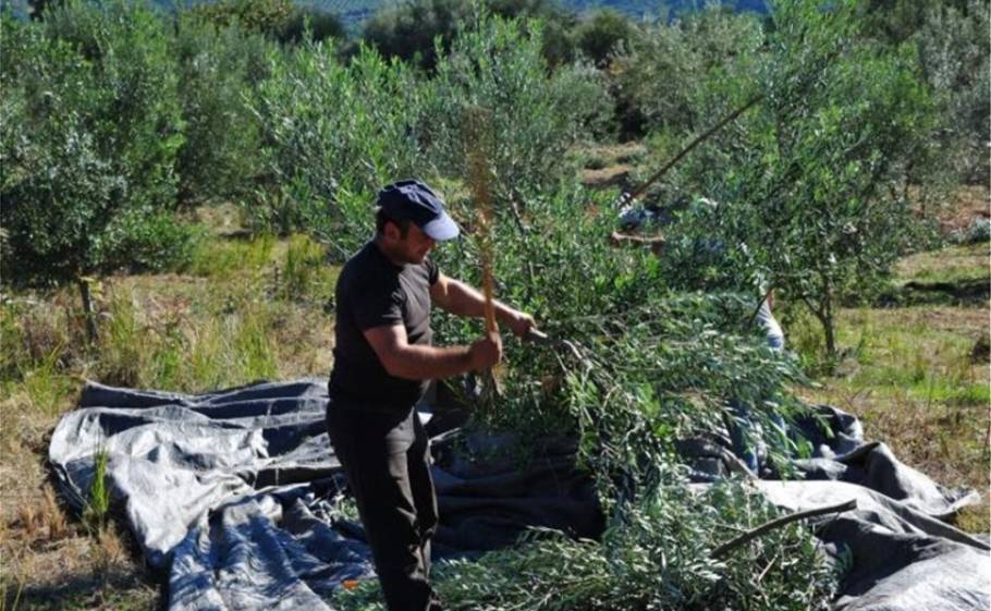 &Epsilon;&xi;&epsilon;&gamma;&epsilon;ί&rho;&omicron;&nu;&tau;&alpha;&iota; &gamma;&iota;&alpha; &tau;&eta;&nu; &epsilon;&pi;&iota;&beta;ί&omega;&sigma;ή &tau;&omicron;&upsilon;&sigmaf; &omicron;&iota; &alpha;&gamma;&rho;&omicron;&tau;&omicron;&kappa;&tau;&eta;&nu;&omicron;&tau;&rho;ό&phi;&omicron;&iota; &sigma;&tau;&omicron;&nu; &Delta;. &Epsilon;&upsilon;&rho;ώ&tau;&alpha;