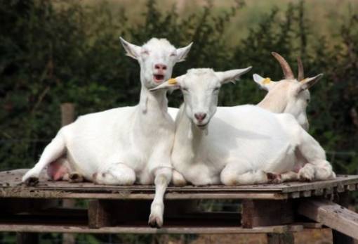 Εντείνονται οι έλεγχοι για τη φυματίωση σε ζώα