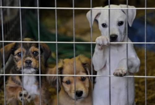 Προχωρά σε κατασκευή Δημοτικού Κυνοκομείου ο Δ. Ευρώτα