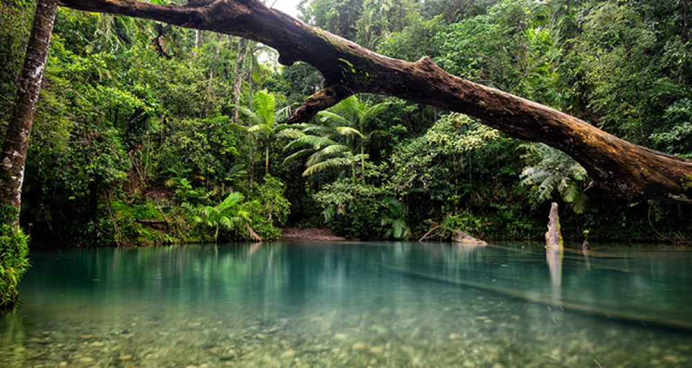 Στους Αβορίγινες της Αυστραλίας περνά η κυριότητα της αρχαιότερης ζούγκλας του κόσμου