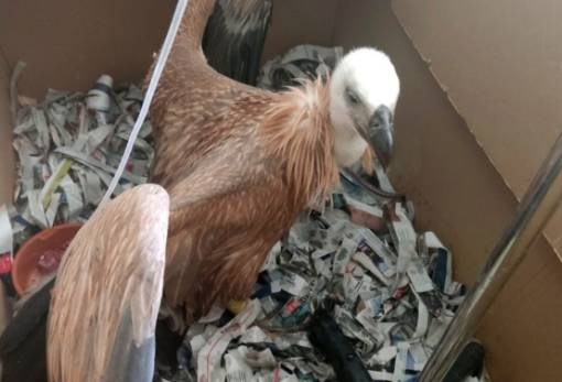 Νεαροί γύπες πέφτουν αφυδατωμένοι από τις φωλιές λόγω της ζέστης