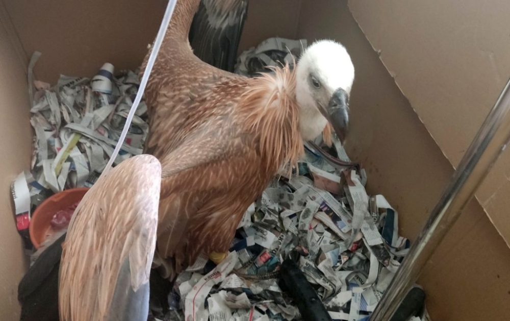 &Nu;&epsilon;&alpha;&rho;&omicron;ί &gamma;ύ&pi;&epsilon;&sigmaf; &pi;έ&phi;&tau;&omicron;&upsilon;&nu; &alpha;&phi;&upsilon;&delta;&alpha;&tau;&omega;&mu;έ&nu;&omicron;&iota; &alpha;&pi;ό &tau;&iota;&sigmaf; &phi;&omega;&lambda;&iota;έ&sigmaf; &lambda;ό&gamma;&omega; &tau;&eta;&sigmaf; &zeta;έ&sigma;&tau;&eta;&sigmaf;