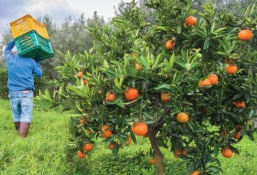 Κλιματική «ασπίδα» τα οικολογικά σχήματα της ΚΑΠ