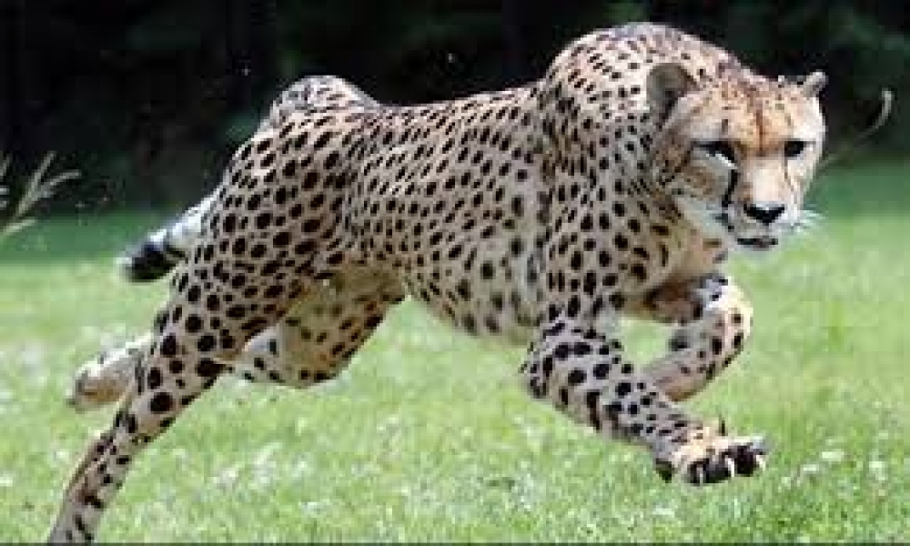 &Tau;&omicron; &alpha;&mu;&phi;&iota;&lambda;&epsilon;&gamma;ό&mu;&epsilon;&nu;&omicron; &sigma;&chi;έ&delta;&iota;&omicron; &gamma;&iota;&alpha; &epsilon;&pi;&iota;&sigma;&tau;&rho;&omicron;&phi;ή &tau;&omega;&nu; &gamma;&alpha;&tau;ό&pi;&alpha;&rho;&delta;&omega;&nu; &sigma;&tau;&eta;&nu; &Iota;&nu;&delta;ί&alpha;