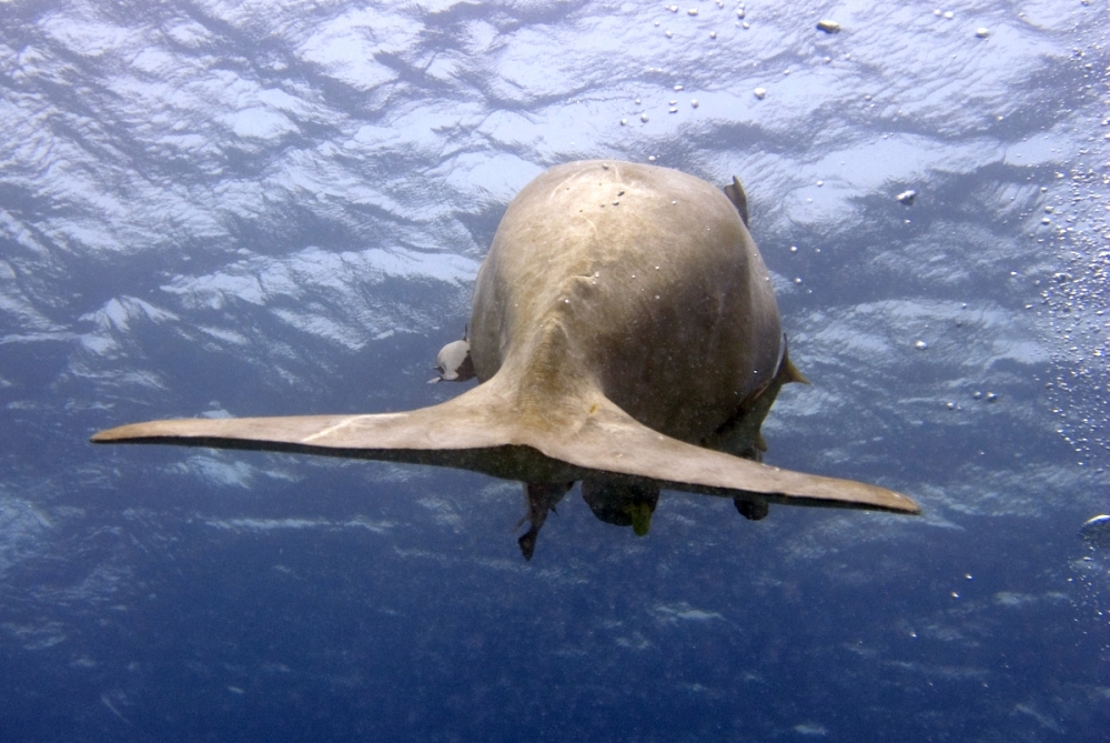 &Epsilon;&xi;&alpha;&phi;&alpha;&nu;&iota;&sigma;&mu;έ&nu;&omicron; &epsilon;ί&delta;&omicron;&sigmaf; &kappa;&eta;&rho;ύ&chi;&theta;&eta;&kappa;&epsilon; &tau;&omicron; &theta;&eta;&lambda;&alpha;&sigma;&tau;&iota;&kappa;ό &pi;&omicron;&upsilon; &epsilon;&nu;έ&pi;&nu;&epsilon;&upsilon;&sigma;&epsilon; &tau;&omicron; &mu;ύ&theta;&omicron; &tau;&eta;&sigmaf; &gamma;&omicron;&rho;&gamma;ό&nu;&alpha;&sigmaf;