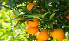 Η εικόνα της αγοράς πορτοκαλιού στην Ευρώπη μέσα από τα στοιχεία της Κομισιόν