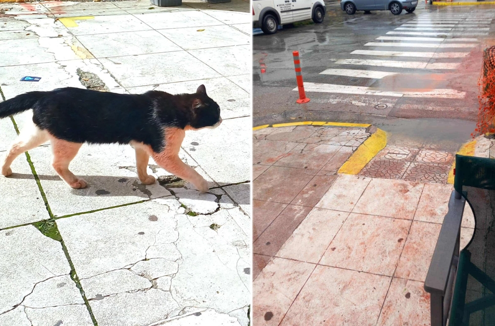 Το… μέικαπ που ξέβαψε και οι… «κεραμιδόγατοι»